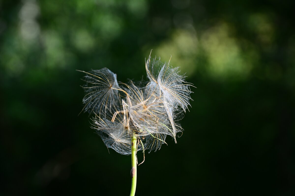 Июль. - Михаил Колосов 