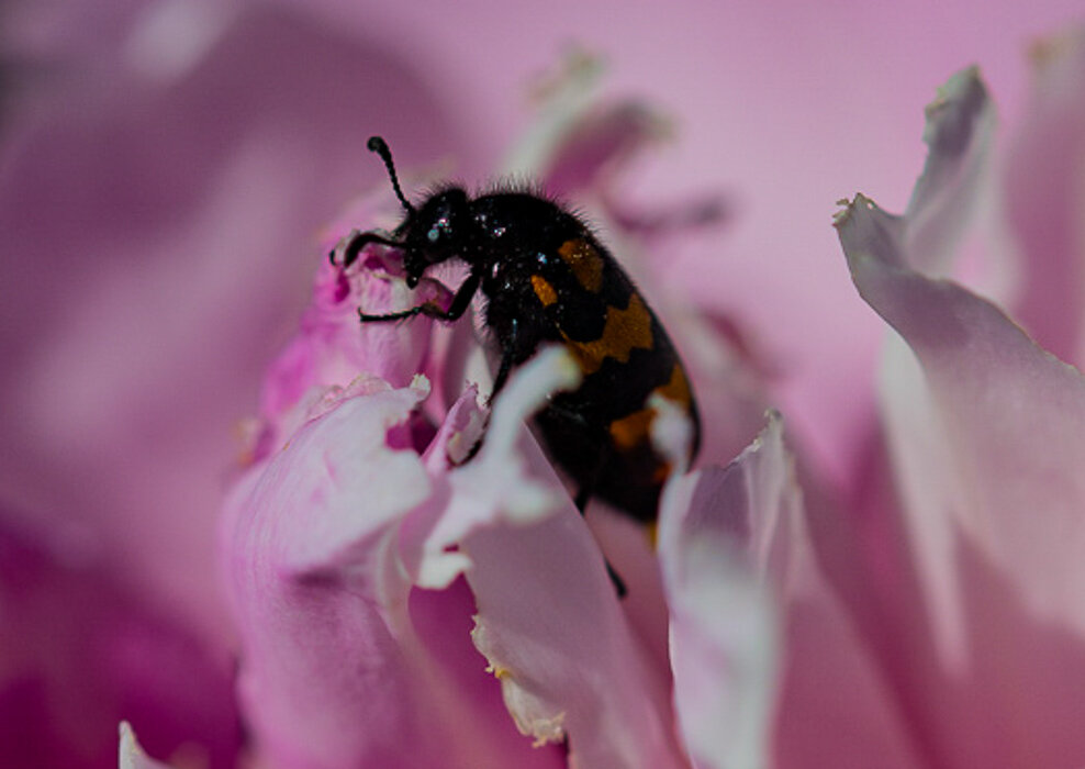 Розовые мечты букашки - Светлана SvetNika17