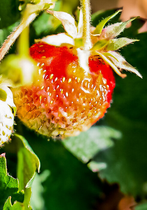 Клубника - Светлана SvetNika17