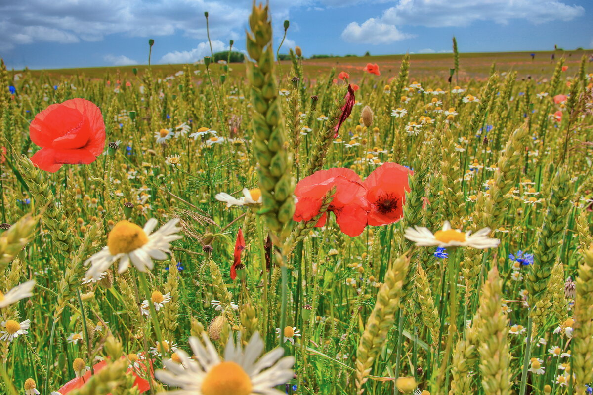 Летний этюд - Андрей K.