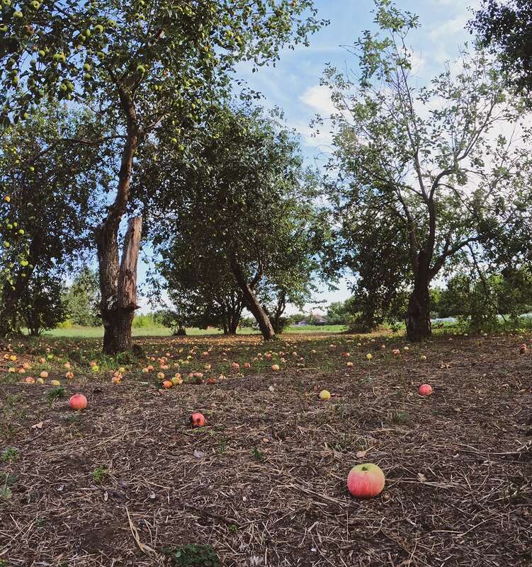 Сад - Pavel Bamboleo