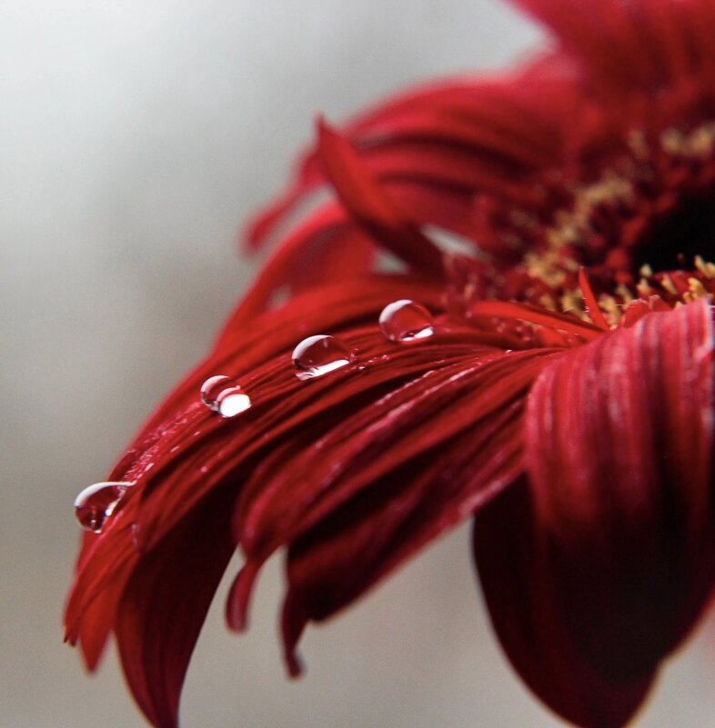 Грезы любви - Галина 