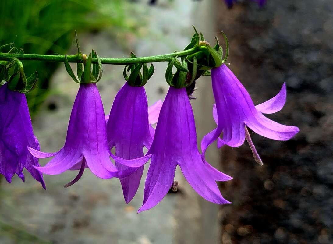 Веселые колокольчики - светлана льдокова Веселые колокольчики - светлана льдокова
