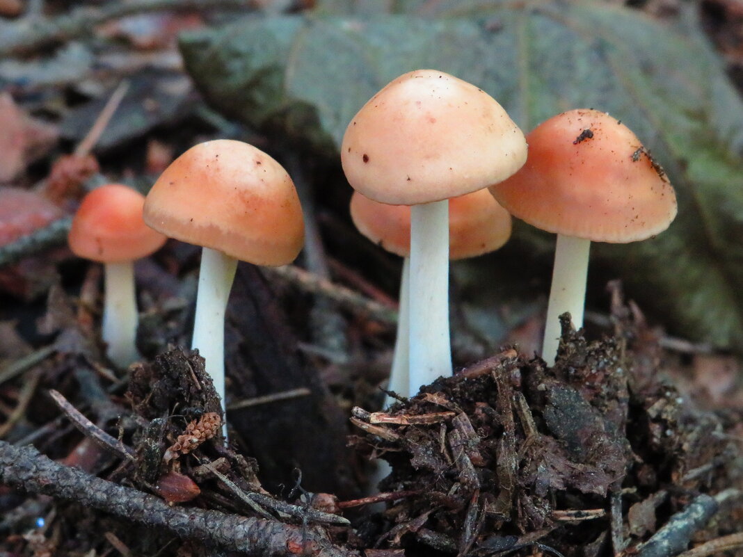 Только из земли - Андрей Снегерёв