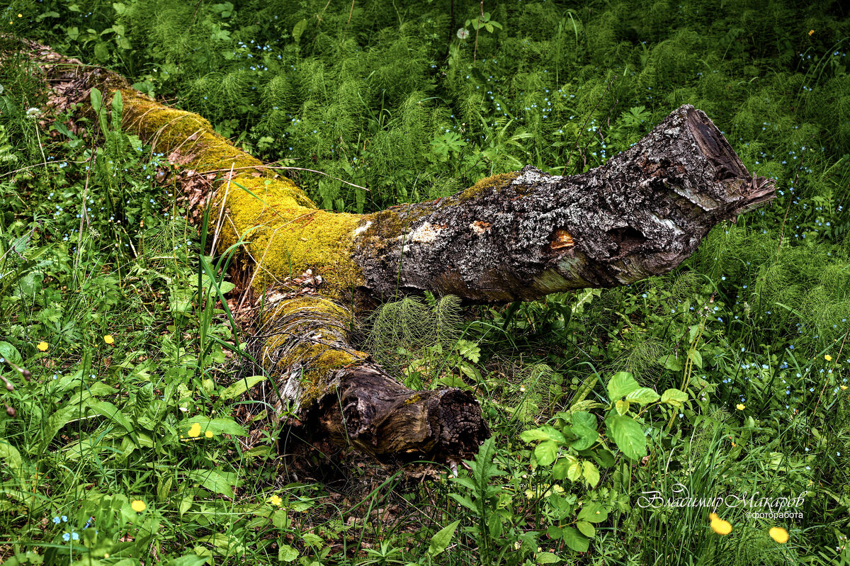 "Гнилушка. Своя красота"© - Владимир Макаров