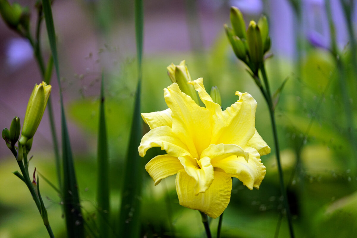 Лилейник - Иван Литвинов