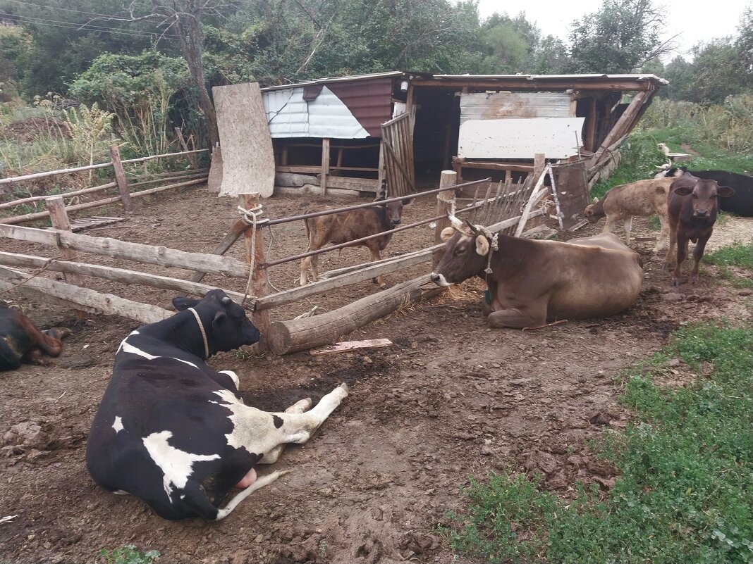 Talgar. - Murat Bukaev 