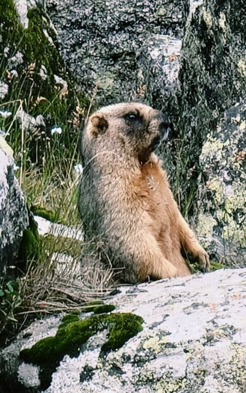 Удивленный сурок... - Георгиевич 