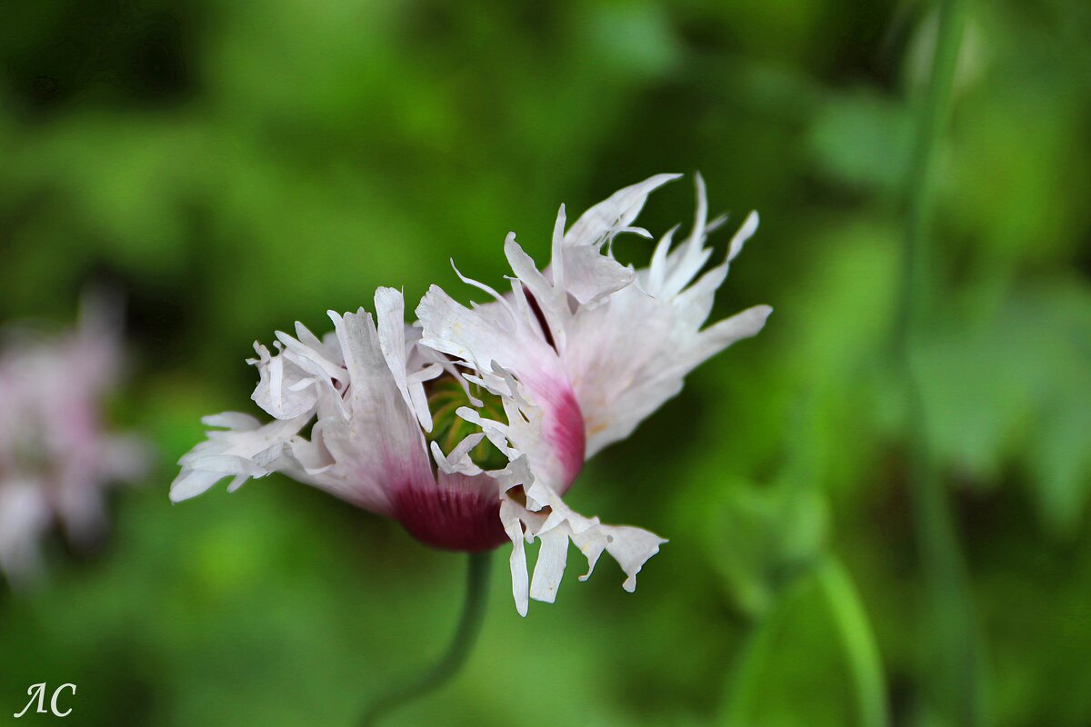 Мак - Любовь Сахарова