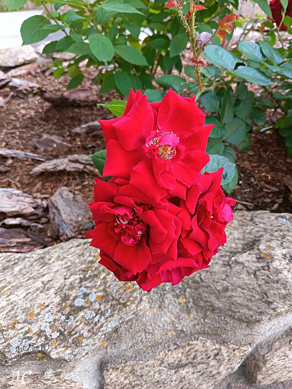 Розы, ах розы! - Любовь Сахарова