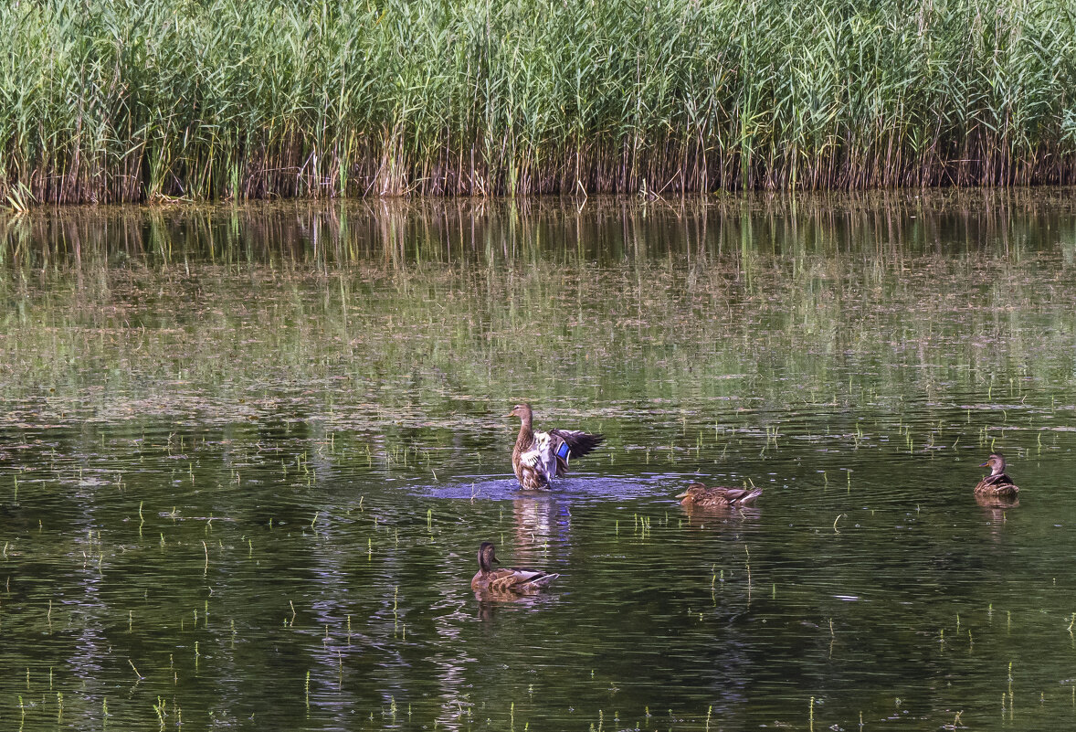 Утки резвятся - Сергей Цветков