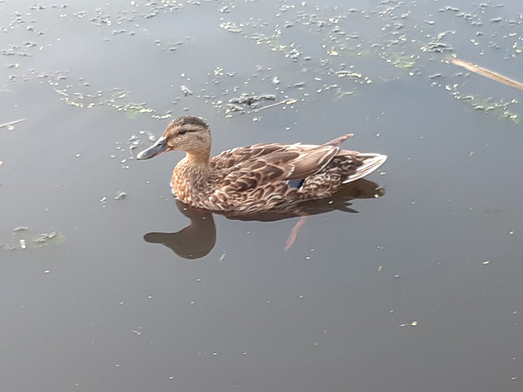 Июль - середина лета - Галина Минчук Июль - середина лета - Галина Минчук