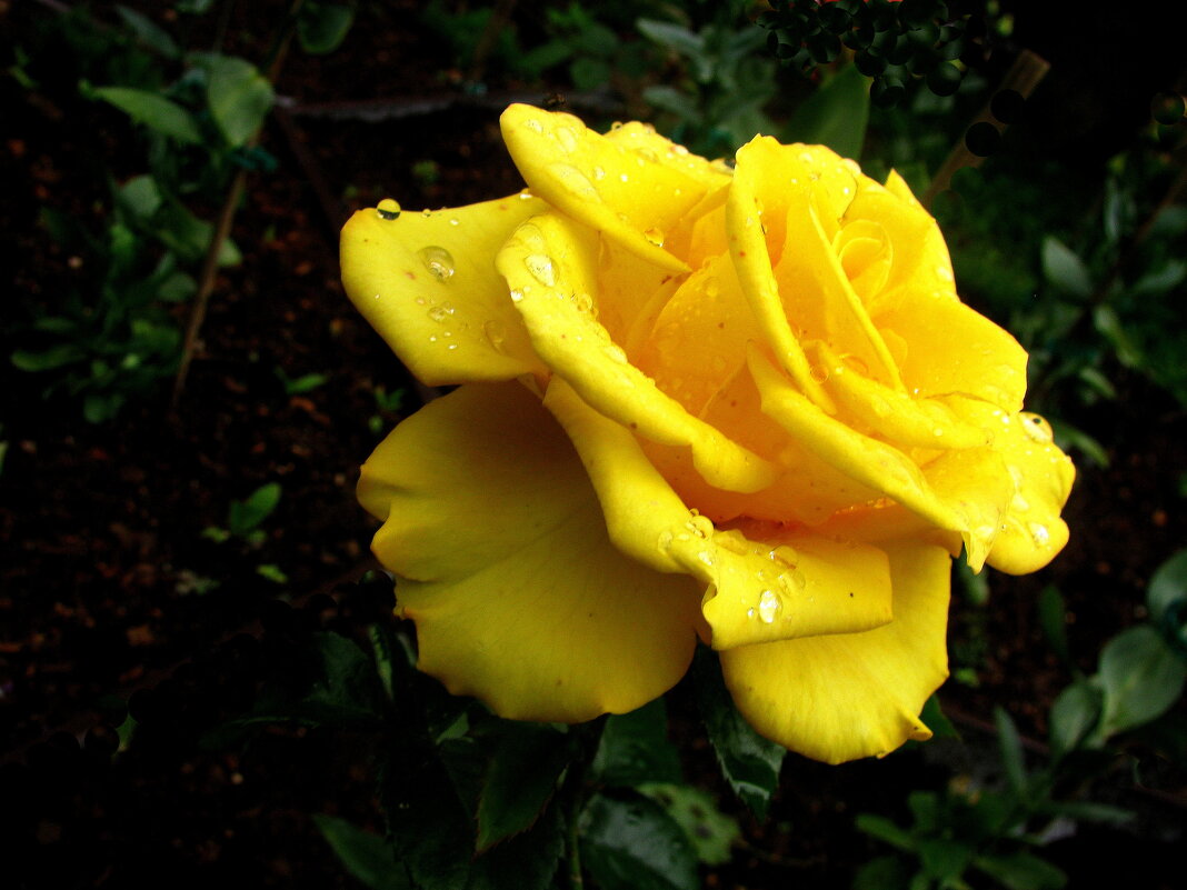 Солнечная красотка - Людмила Смородинская