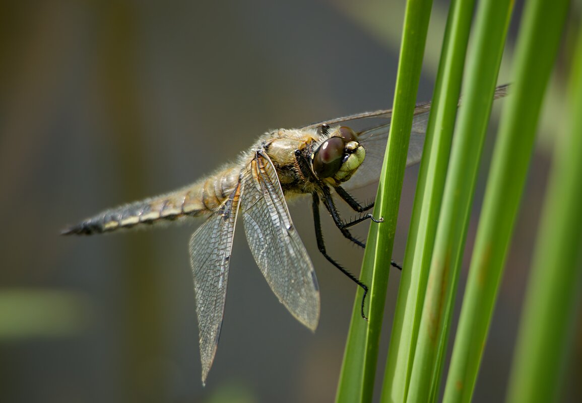 *** - Олег Алексеев