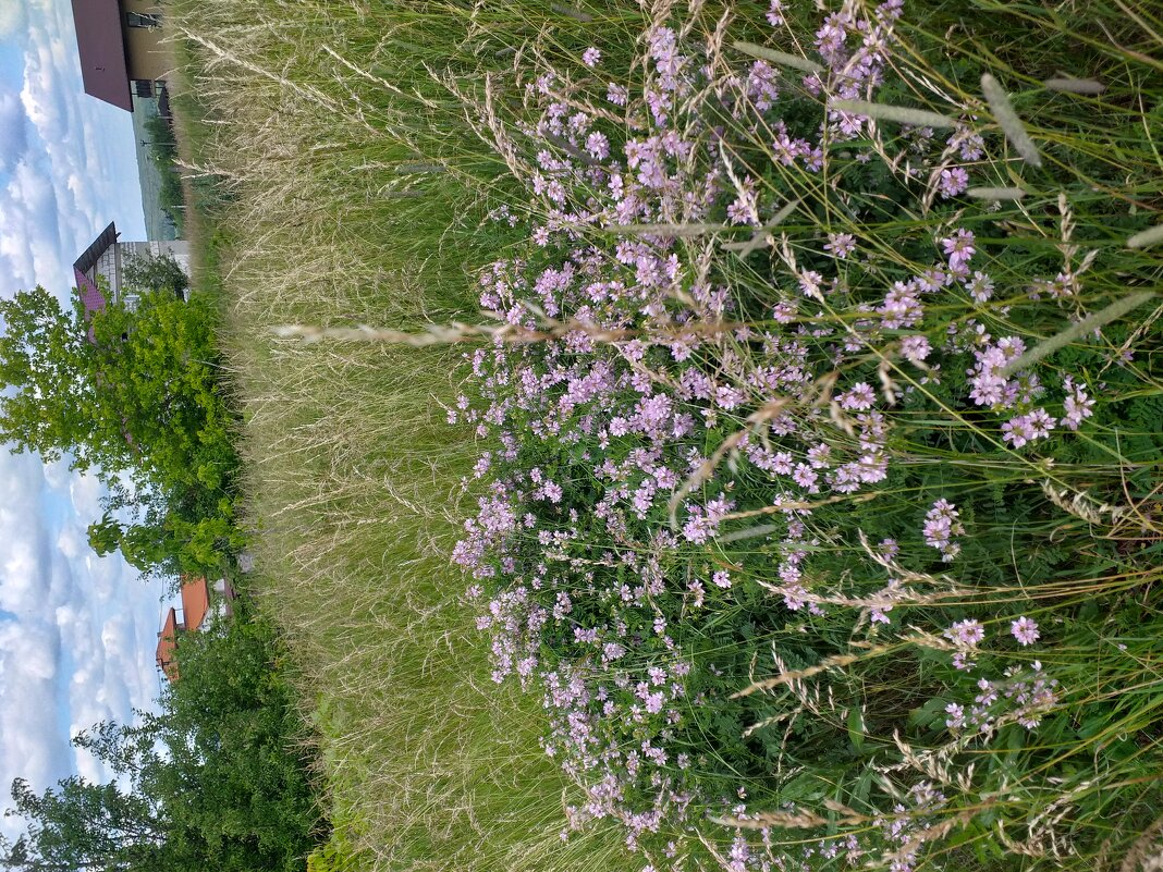 лето... - Галина Флора