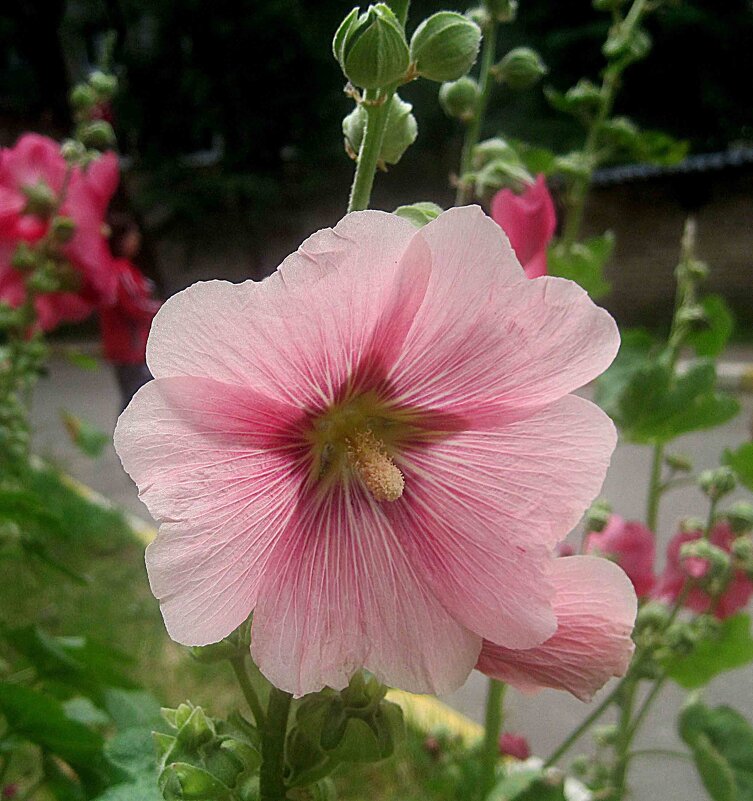 Мальва - Елена Семигина