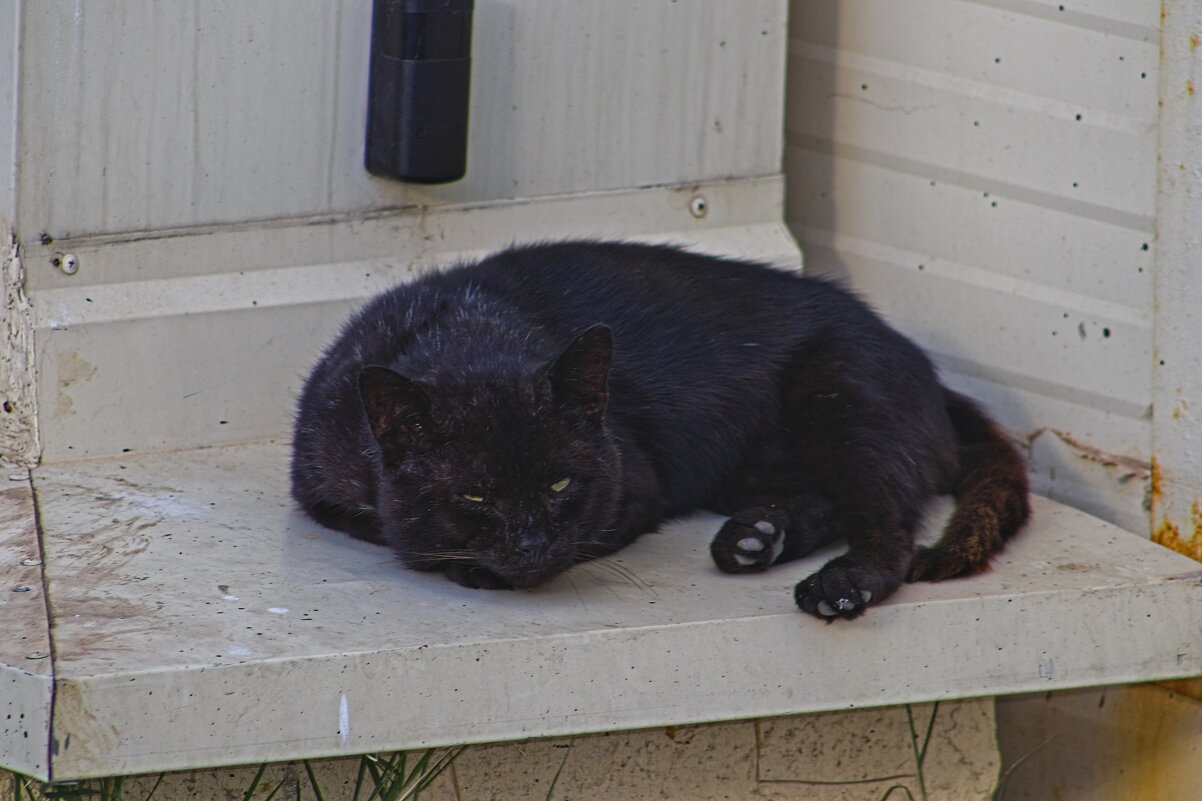 Паспортный контроль ! - Giant Tao /