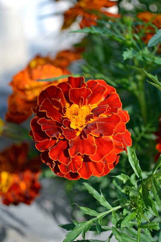 Городские цветы - Ольга 