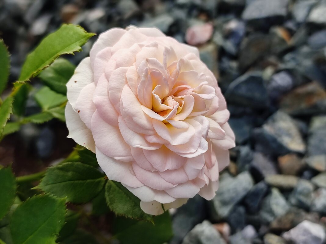 Роза - Валентина Богатко 