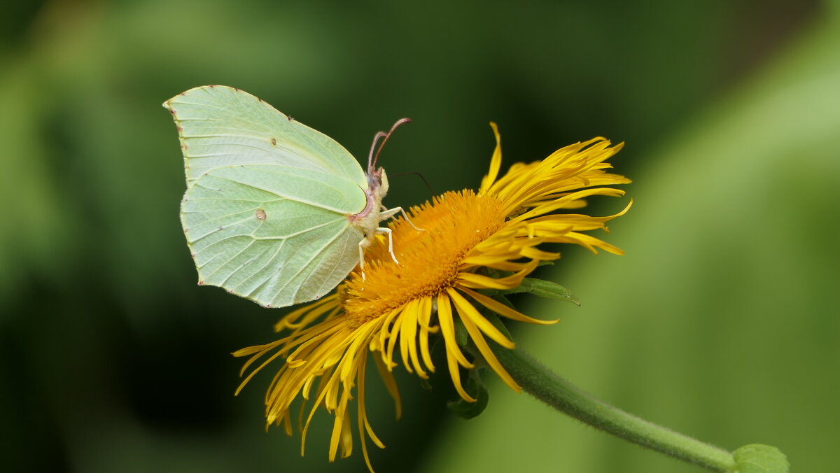 "The Natural World" (Мир Природы) - "The Natural World" Александер "The Natural World" (Мир Природы) - "The Natural World" Александер