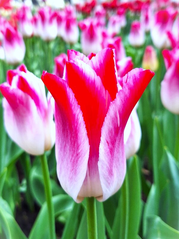 Тюльпан - Наталья 