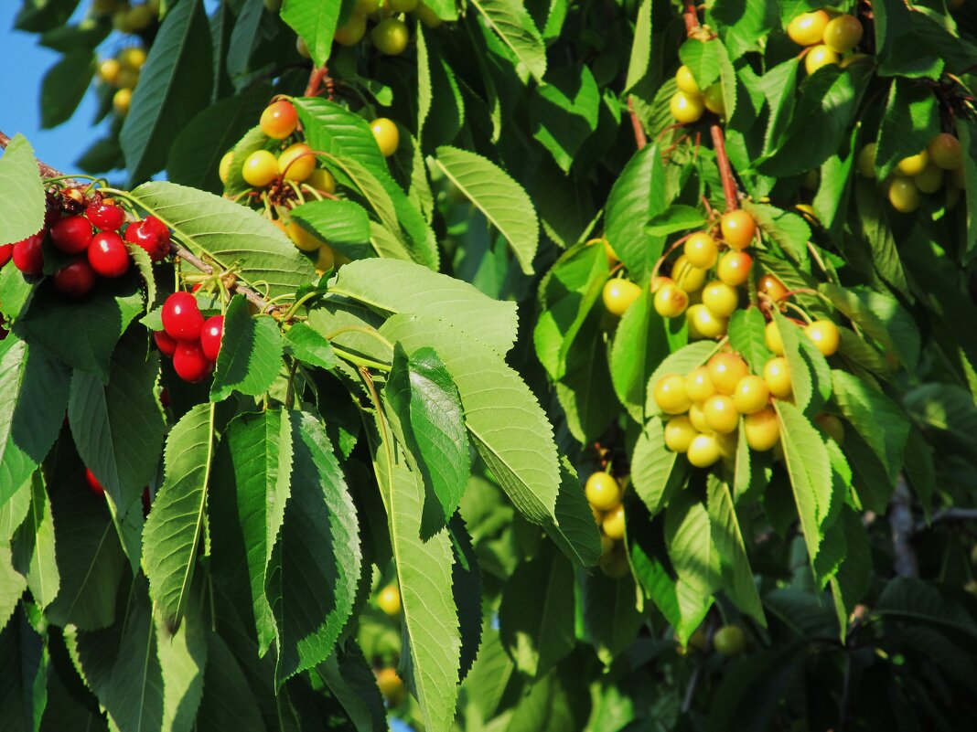 Ах, июнь ! - Елена Шаламова