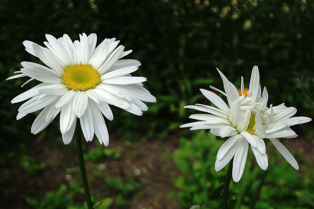 Ромашки - Рита Симонова