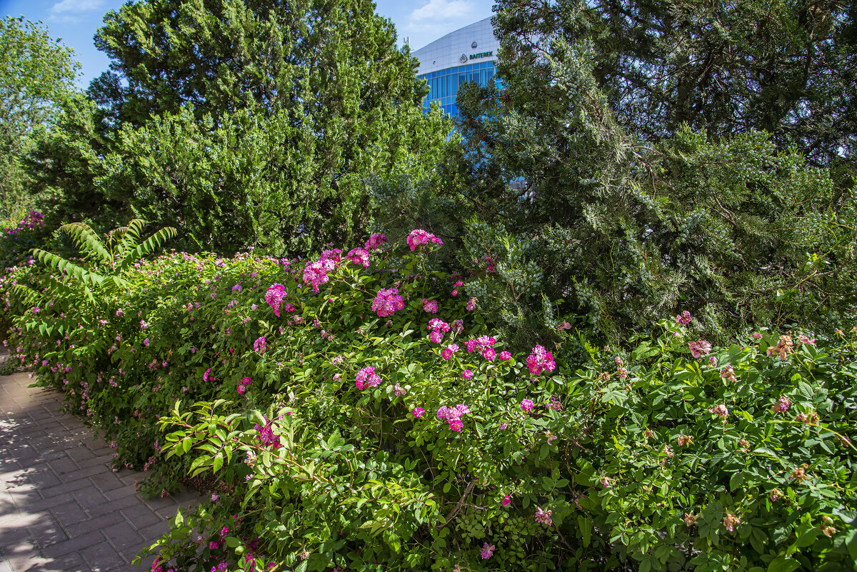 Зелёный уголок - Анатолий Чикчирный