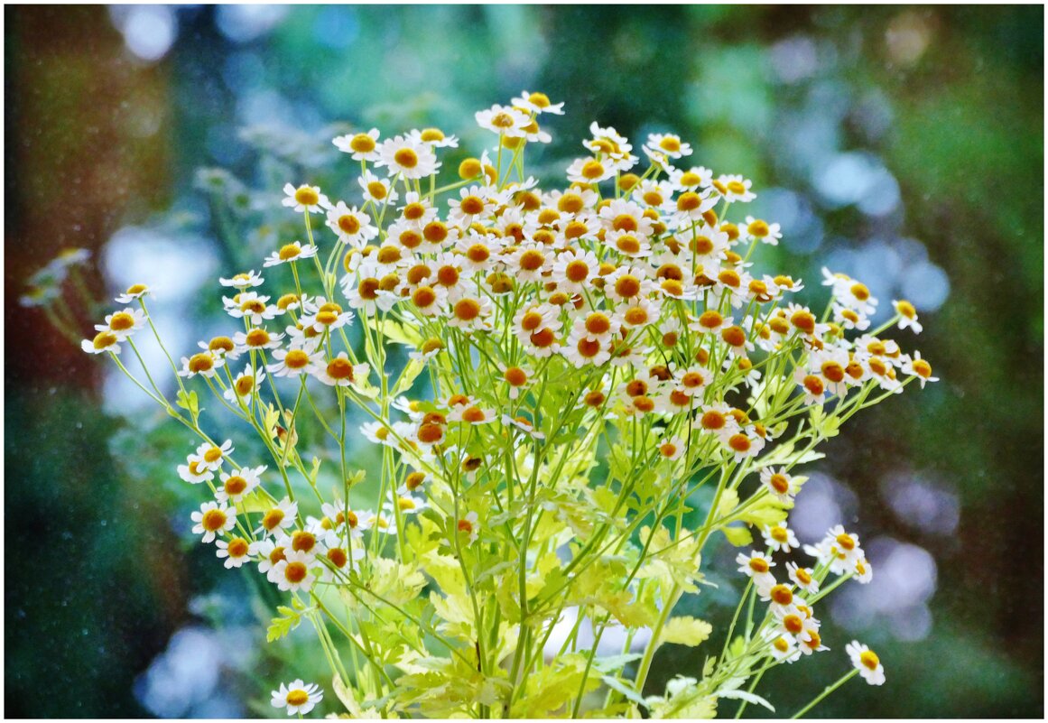 БУКЕТ... - Elvira E. 