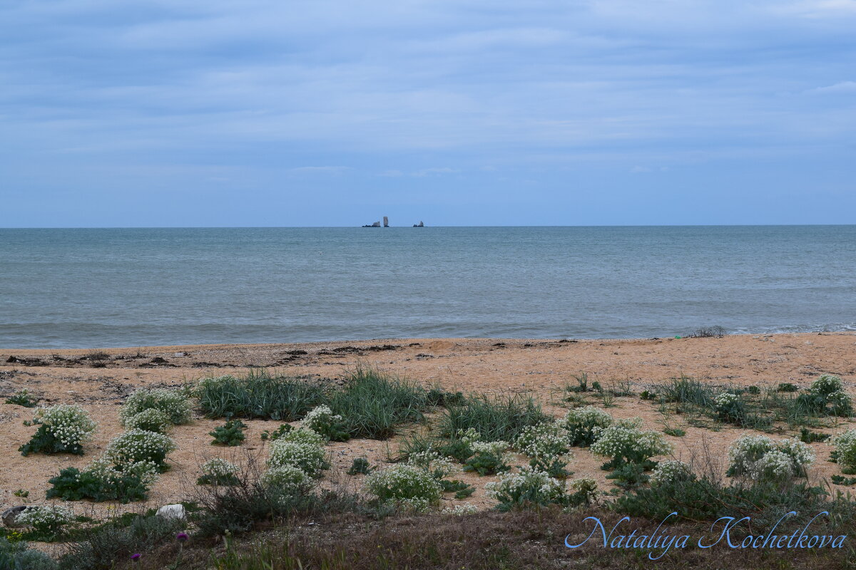 Природа Крыма - Amazing Cosmea