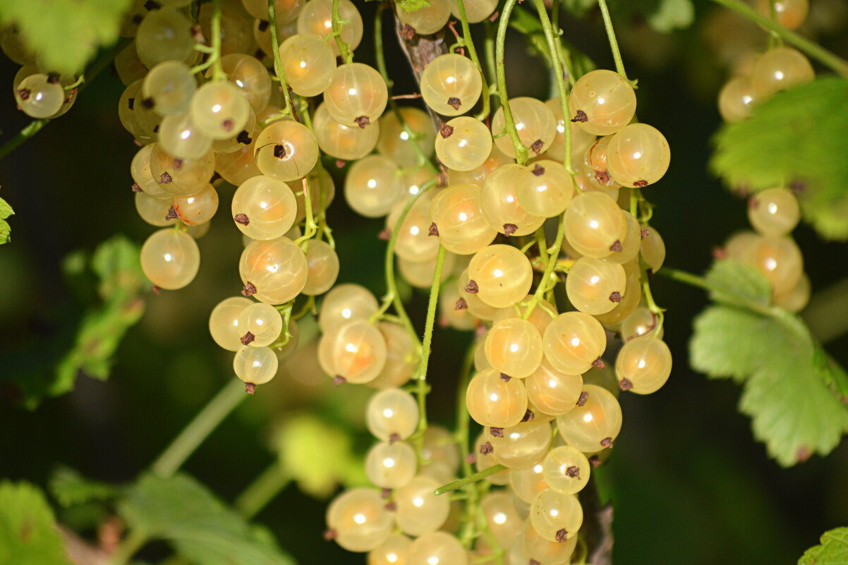 Беляна, - это белая смородина - Татьяна Лютаева