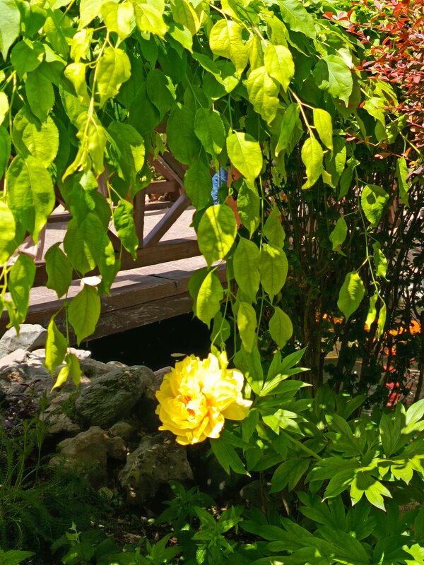 Парк Лога - Татьяна Пальчикова