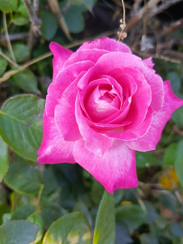 Королева цветов - Татьяна Пальчикова