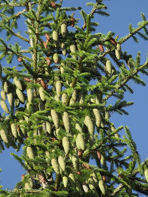 Нарядная ёлка - Freddy 97