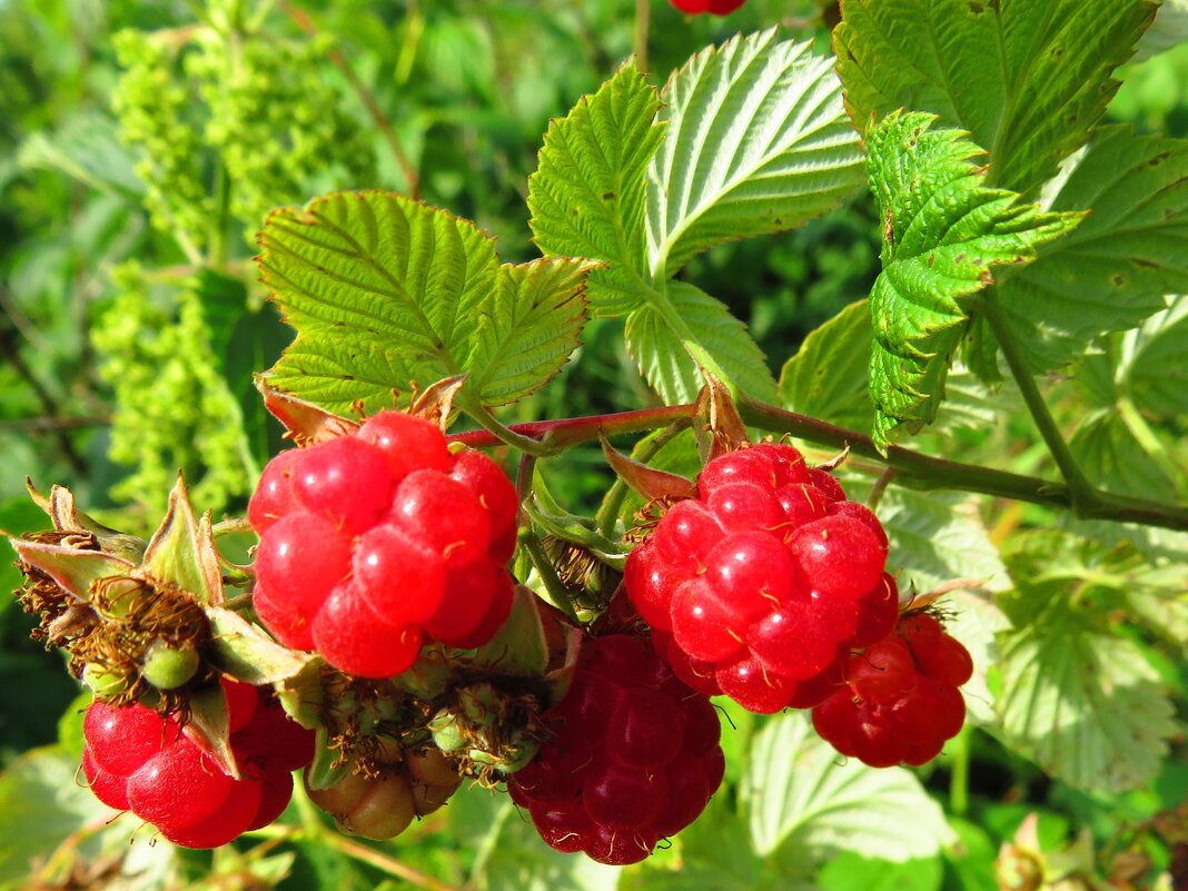 Спелые малинки - Андрей Снегерёв