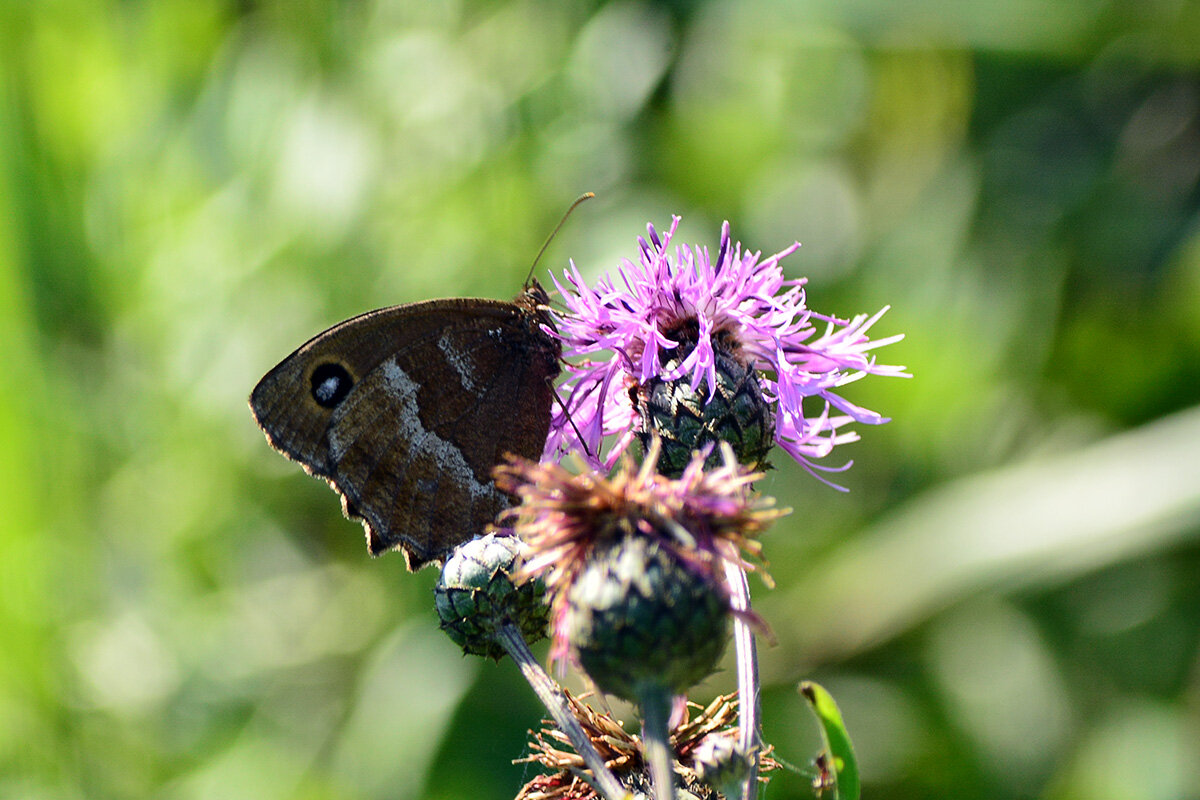 Бархатница  дриада - Геннадий Супрун