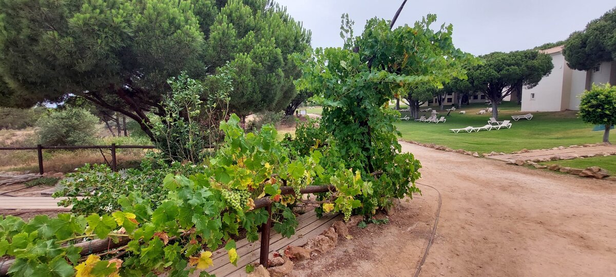 На юге Португалии - Ирэн 