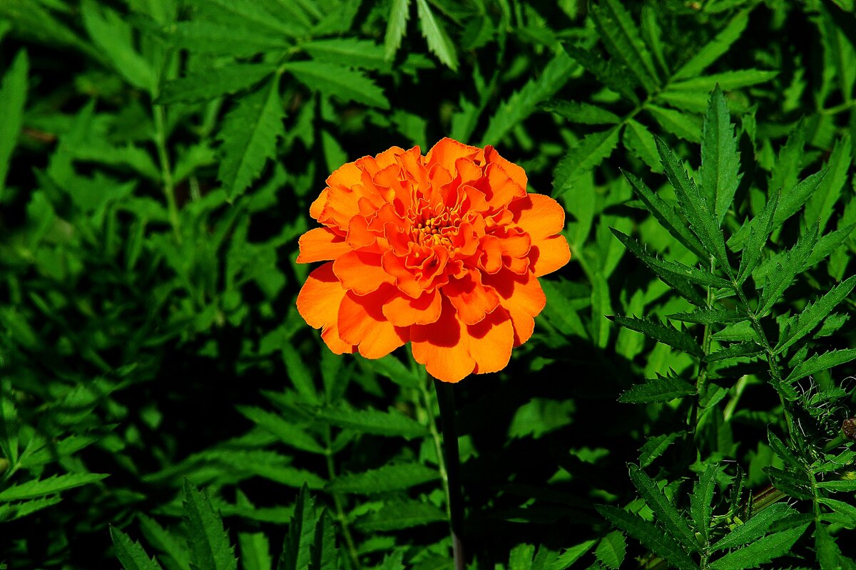 *** - Леонид leo