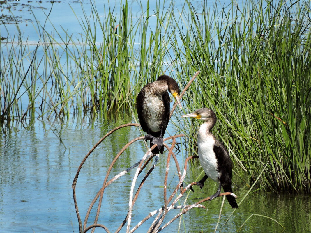 Бакланы - Ната Волга Бакланы - Ната Волга
