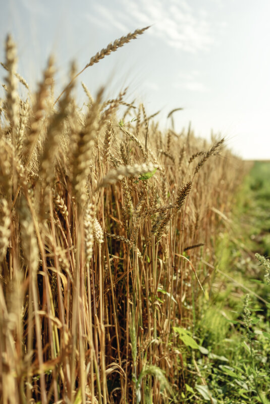 Поле - sorovey Sol