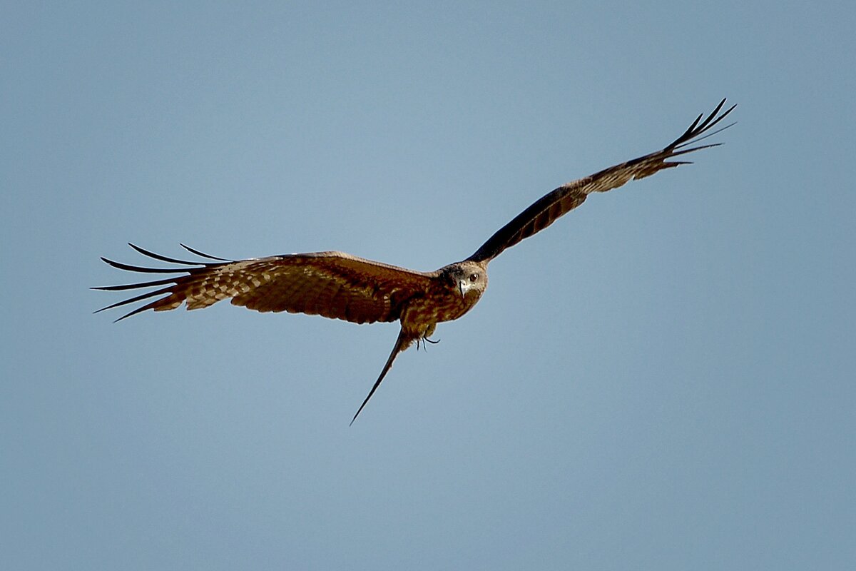 Черный коршун - alex graf