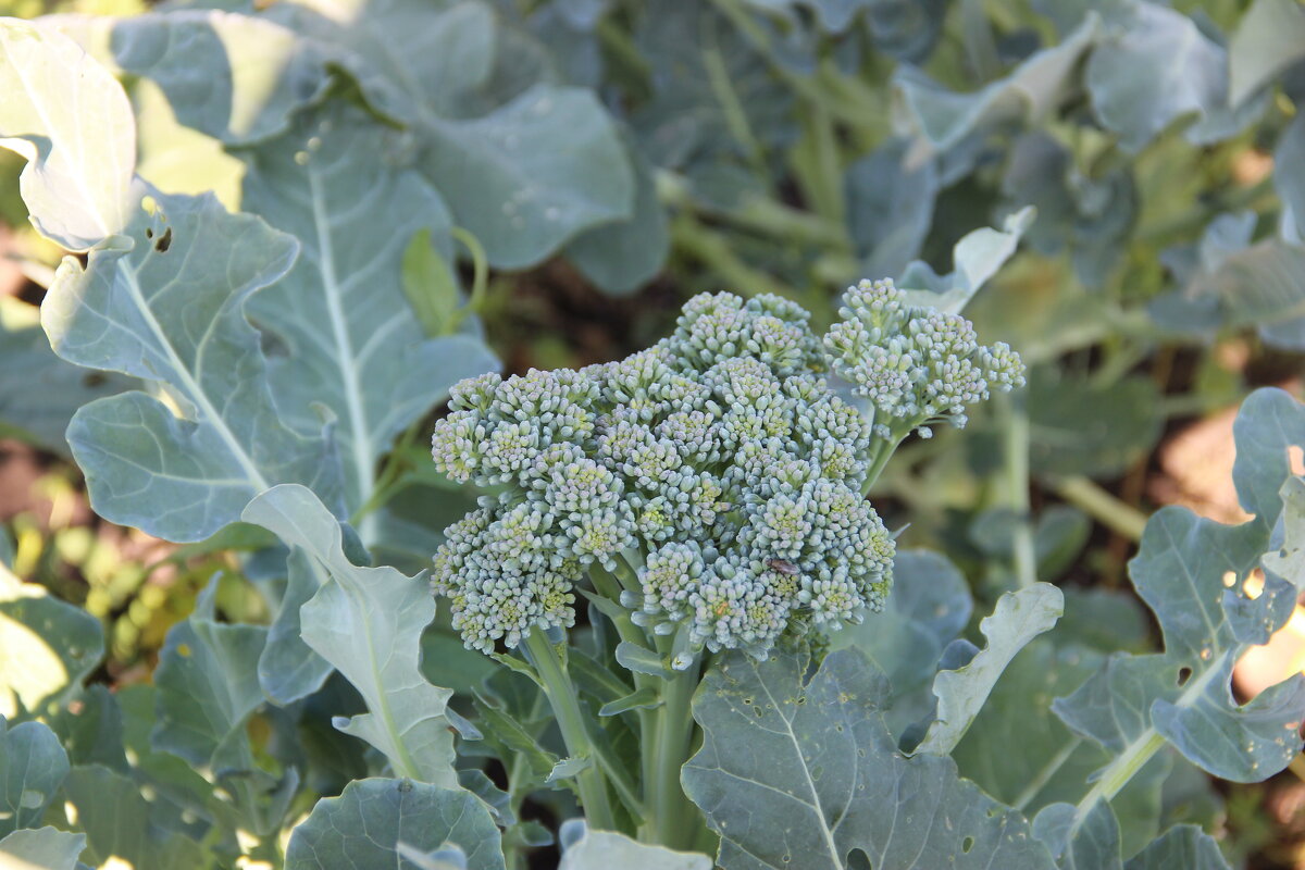 Июль. - Венера Чуйкова