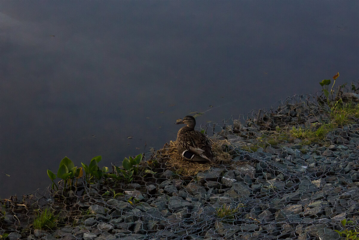 Наедине с родной стихией - Дмитрий Костоусов