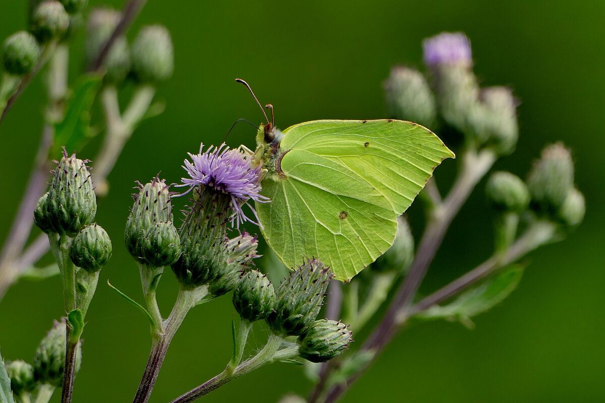 бабочки середины лета 1 - Александр Прокудин