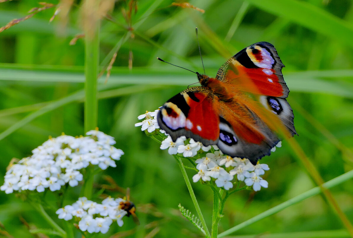 бабочки середины лета 4 - Александр Прокудин