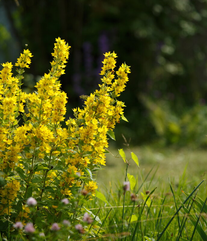 Июльские мгновения - Serega  