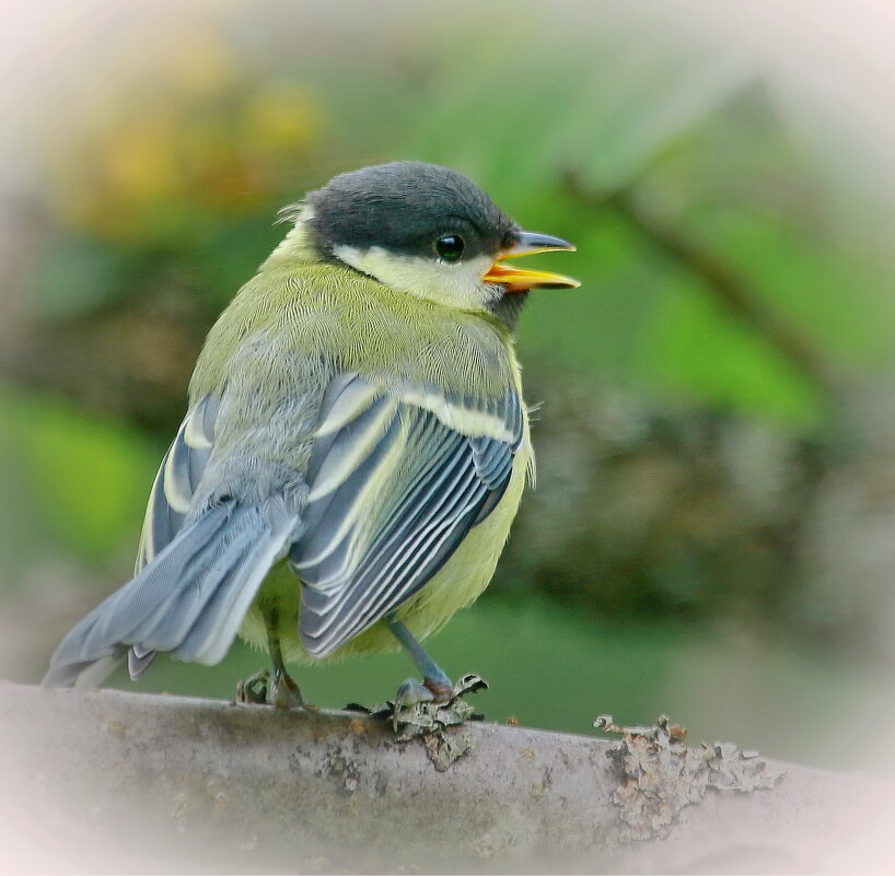 ...первые шаги ... - Andrey Bragin 