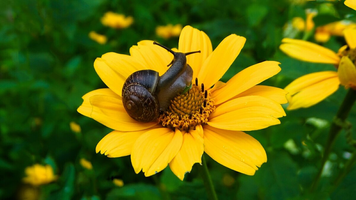 Из жизни улиток. - Милешкин Владимир Алексеевич 