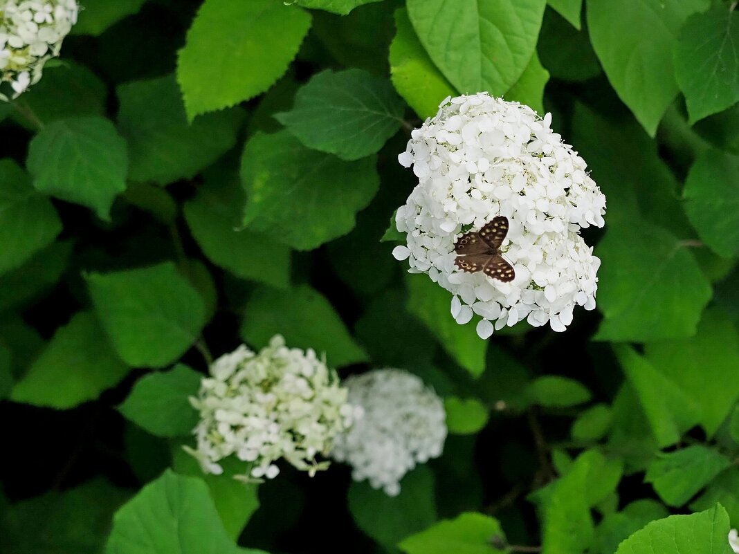 Бабочка и цветок - photo Bo