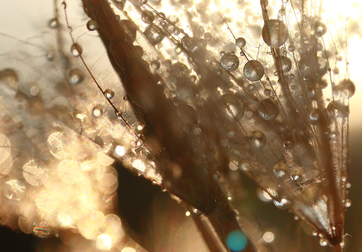 **** - Елена Kазак (selena1965) **** - Елена Kазак (selena1965)